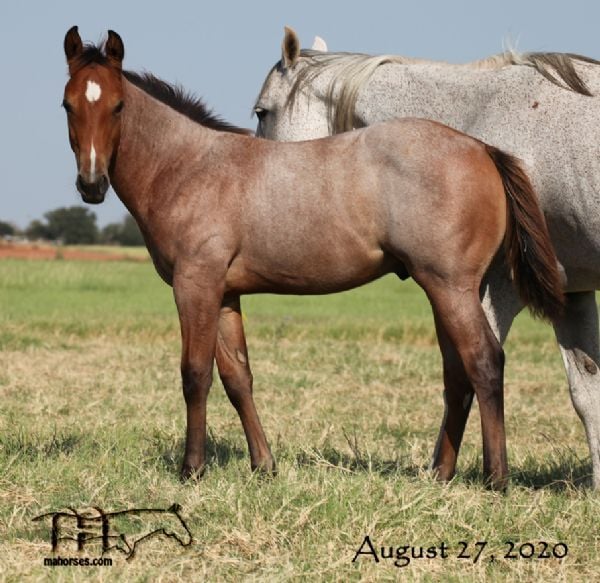 Miss Smokie Hancock's 2020 Roan Colt